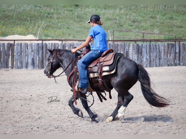 More ponies/small horses Mare 7 years 11,2 hh Black in Thedford, NE