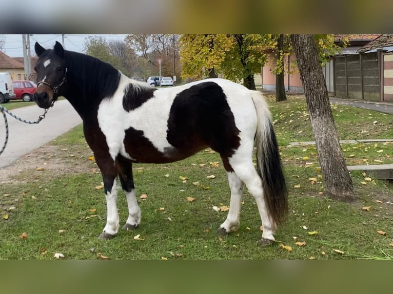 More ponies/small horses Mare 7 years 12,1 hh Pinto in Rechnitz