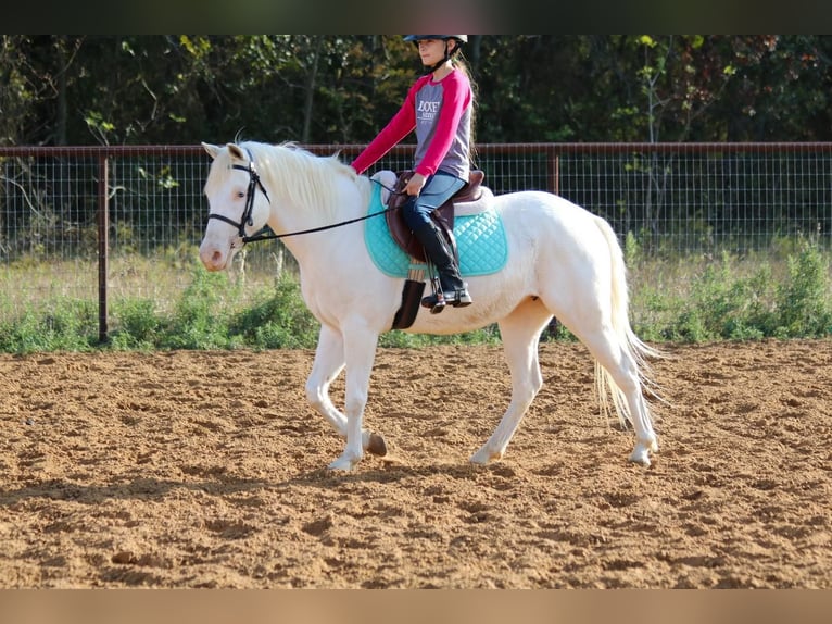 More ponies/small horses Mare 7 years 12,3 hh White in Stephenville