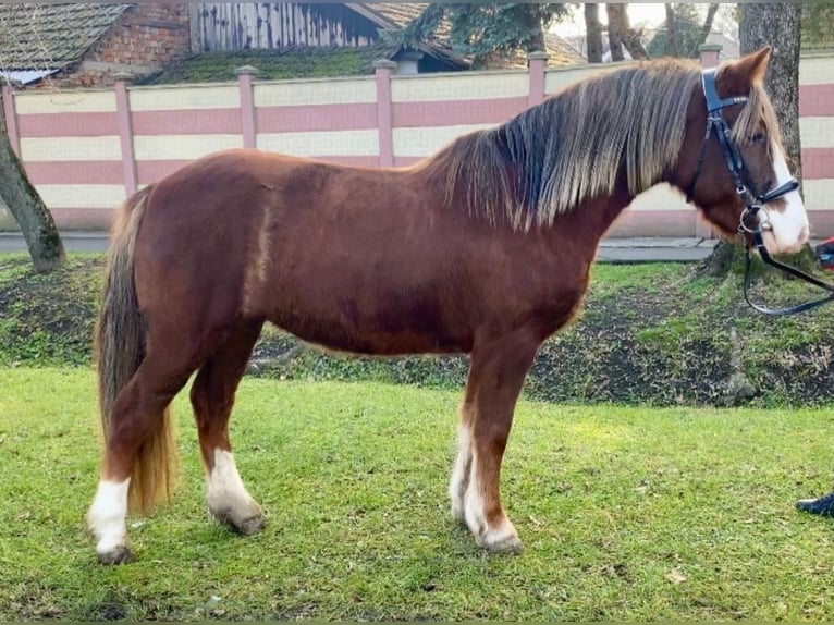 More ponies/small horses Mare 7 years 12 hh Chestnut-Red in Rechnitz