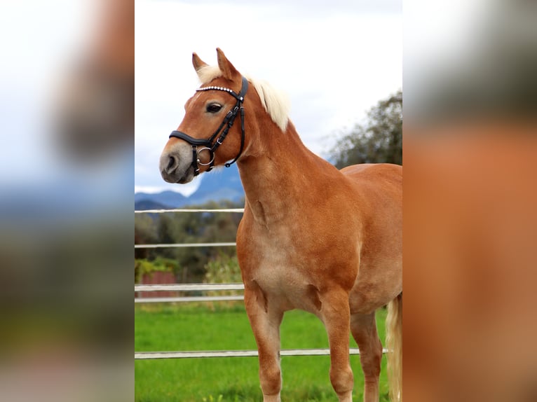 More ponies/small horses Mare 7 years 13,1 hh Chestnut-Red in Kirchbichl