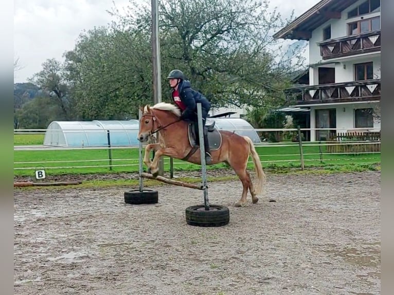 More ponies/small horses Mare 7 years 13,1 hh Chestnut-Red in Kirchbichl