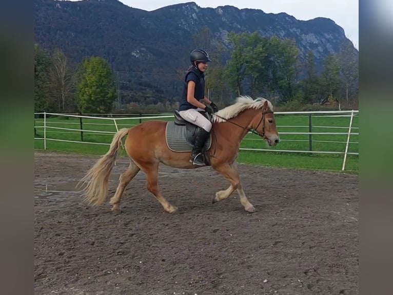 More ponies/small horses Mare 7 years 13,1 hh Chestnut-Red in Kirchbichl