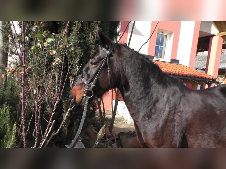 More ponies/small horses Mare 7 years 13,2 hh Black in St. Marein bei Graz