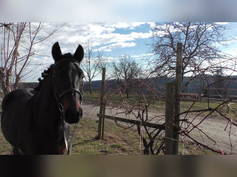 More ponies/small horses Mare 7 years 13,2 hh Black in St. Marein bei Graz
