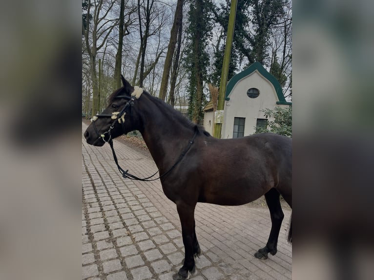 More ponies/small horses Mare 7 years 13,2 hh Brown in Bremen