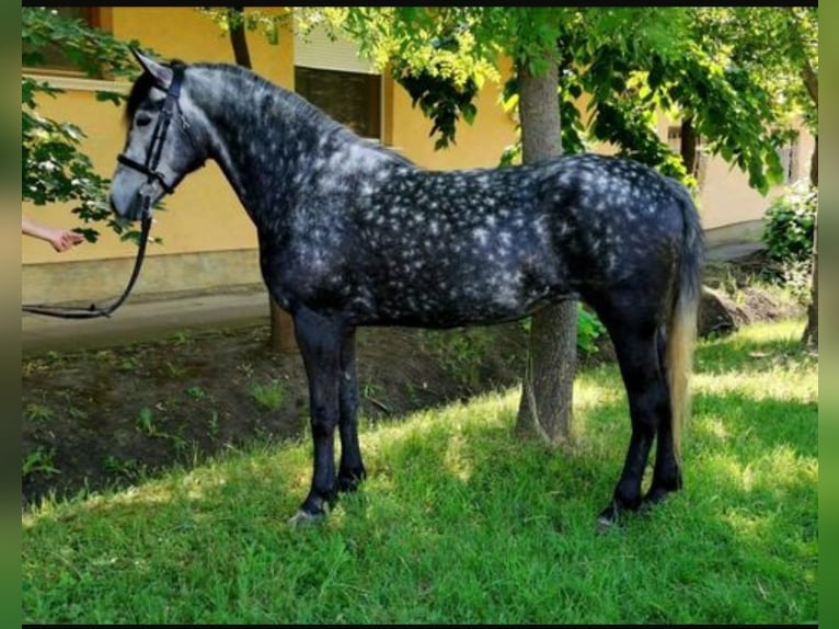More ponies/small horses Mix Mare 7 years 13,2 hh Gray-Dapple in Scheibenberg