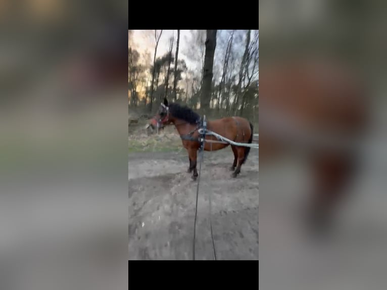 More ponies/small horses Mare 7 years 13 hh Brown in Morsbach