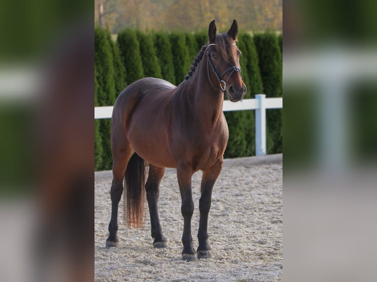 More ponies/small horses Mare 7 years 14,1 hh Brown in Schwäbisch Hall