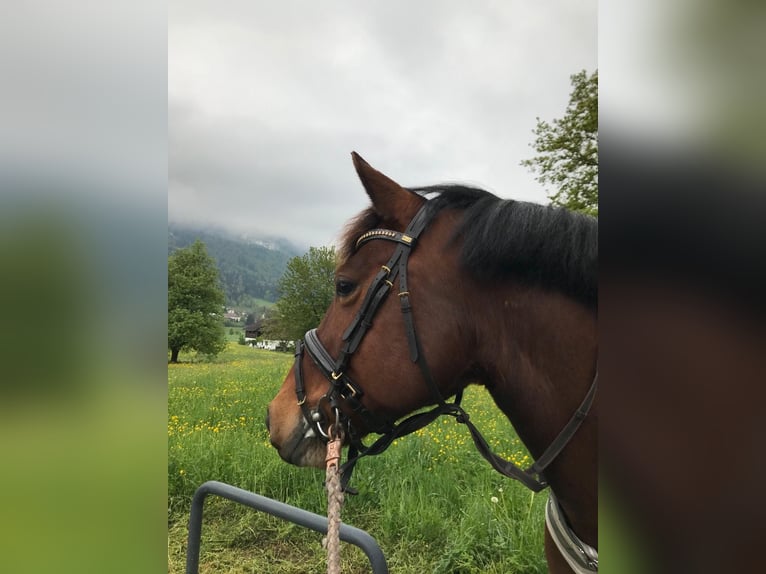 More ponies/small horses Mare 7 years 14,1 hh Brown in Feldkirch