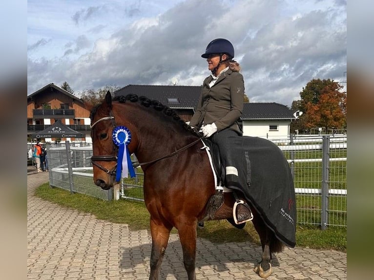 More ponies/small horses Mare 7 years 14,1 hh Brown in Feldkirch