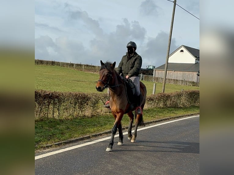 More ponies/small horses Mix Mare 7 years 14,1 hh Brown in Daleiden