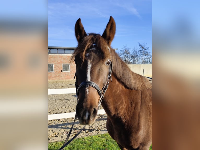 More ponies/small horses Mare 7 years 14,1 hh Chestnut in Bad Laer