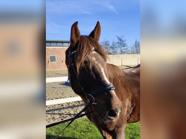 More ponies/small horses Mare 7 years 14,1 hh Chestnut in Bad Laer