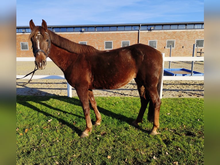 More ponies/small horses Mare 7 years 14,1 hh Chestnut in Bad Laer