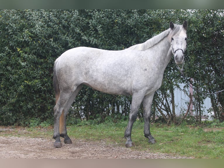 More ponies/small horses Mare 7 years 14,1 hh in St.Margarethen an der raab