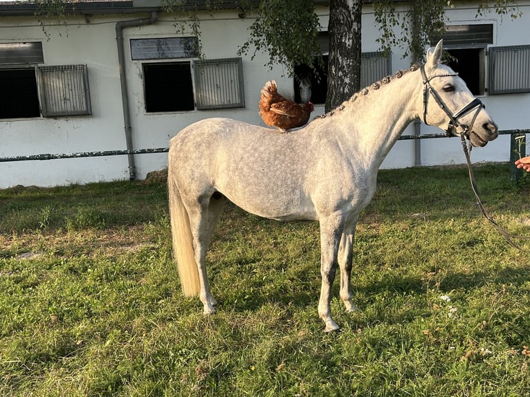 More ponies/small horses Mare 7 years 14,1 hh Gray-Dapple in Burgdorf