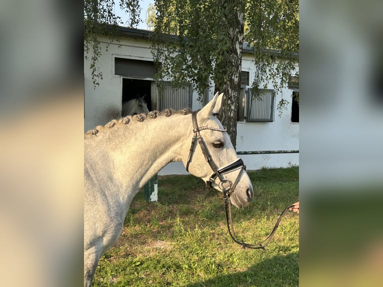 More ponies/small horses Mare 7 years 14,1 hh Gray-Dapple in Burgdorf