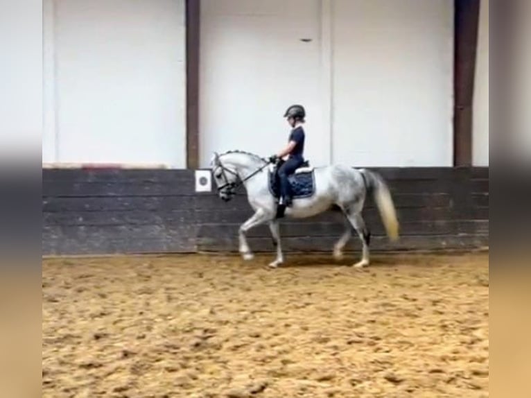 More ponies/small horses Mare 7 years 14,1 hh Gray-Dapple in Burgdorf