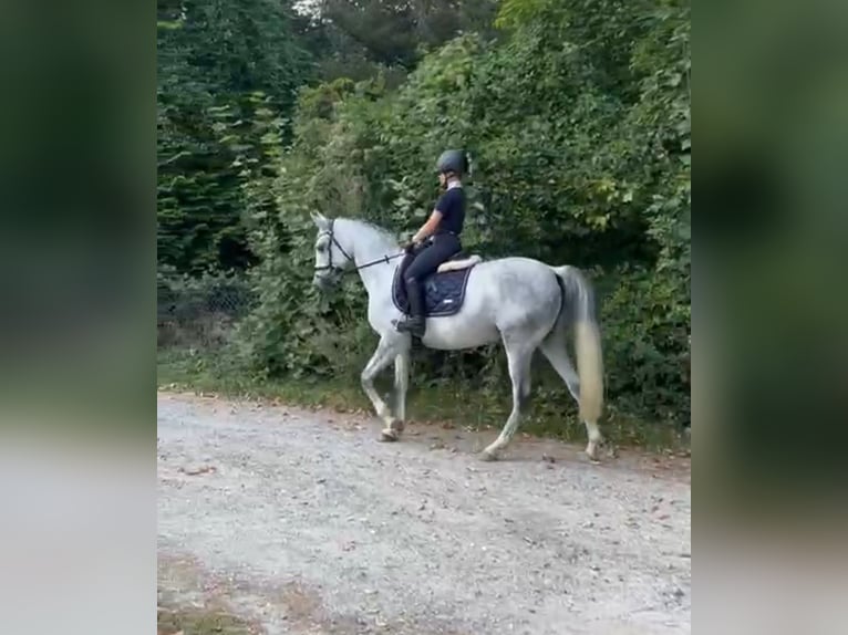 More ponies/small horses Mare 7 years 14,1 hh Gray-Dapple in Burgdorf