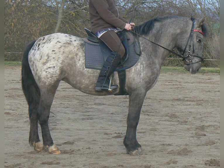 More ponies/small horses Mare 7 years 14,1 hh Leopard-Piebald in Frauenprießnitz