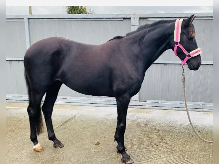 More ponies/small horses Mare 7 years 14,2 hh Black in Gummern