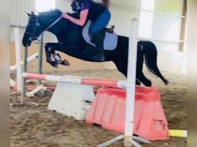 More ponies/small horses Mare 7 years 14,2 hh Black in Gummern