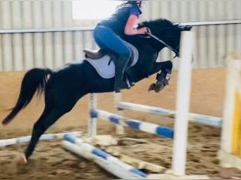 More ponies/small horses Mare 7 years 14,2 hh Black in Gummern