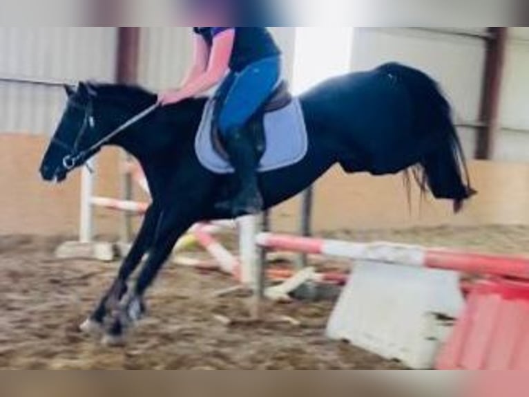 More ponies/small horses Mare 7 years 14,2 hh Black in Gummern