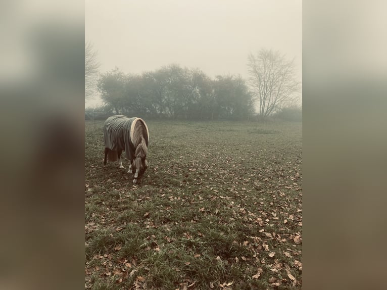 More ponies/small horses Mare 7 years 14,2 hh Chestnut-Red in Knüllwald