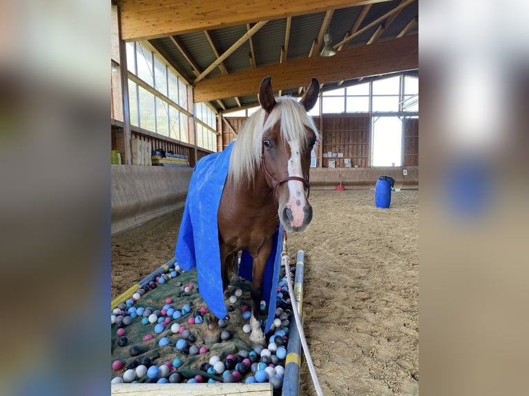 More ponies/small horses Mare 7 years 14,2 hh Chestnut-Red in Knüllwald