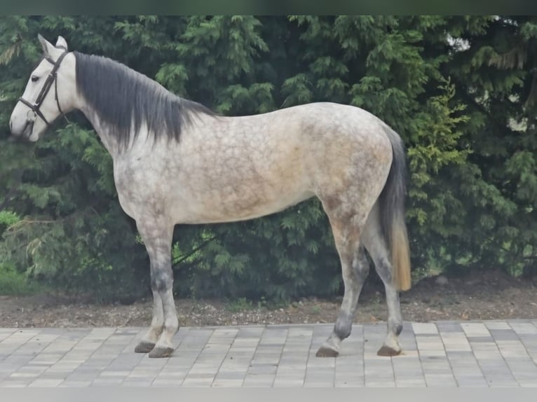 More ponies/small horses Mare 7 years 14,2 hh Gray in Deggendorf