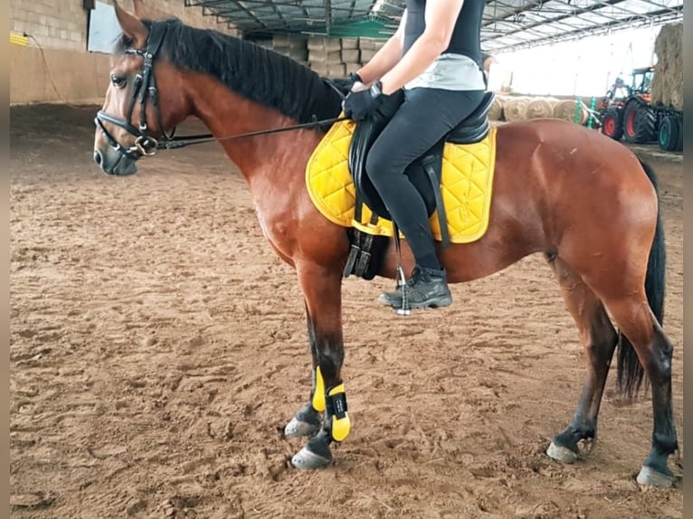 More ponies/small horses Mare 7 years 14 hh Brown in Berlin