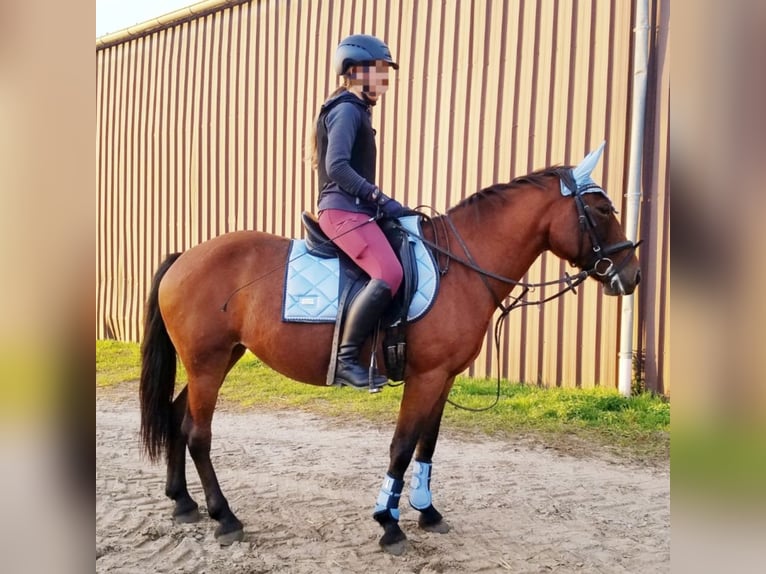 More ponies/small horses Mare 7 years 14 hh Brown in Berlin