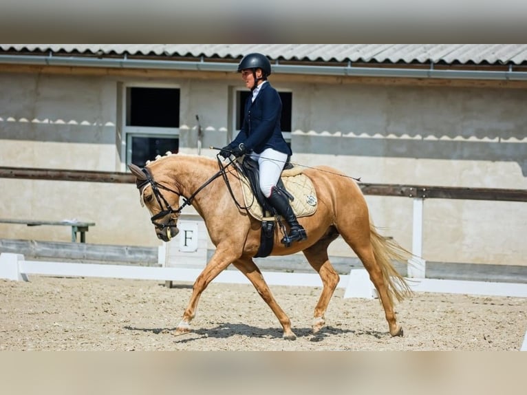 More ponies/small horses Mare 7 years 14 hh Palomino in Prag