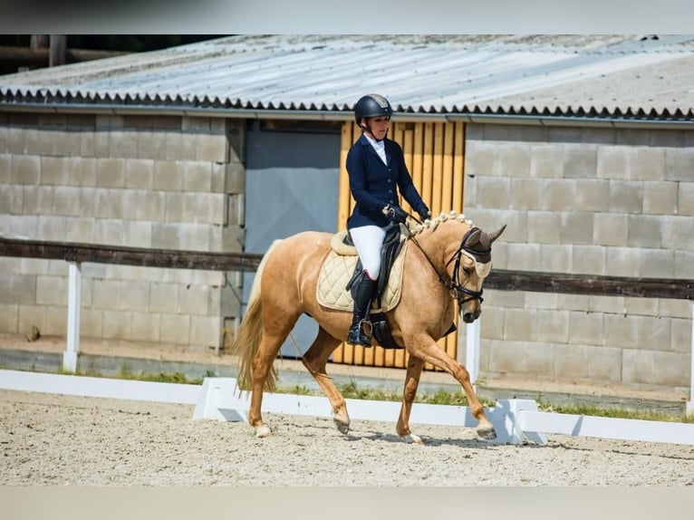 More ponies/small horses Mare 7 years 14 hh Palomino in Prag