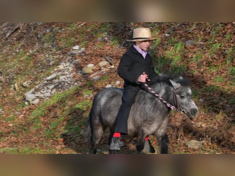 More ponies/small horses Mare 7 years 8 hh Roan-Blue in Rebersburg, PA