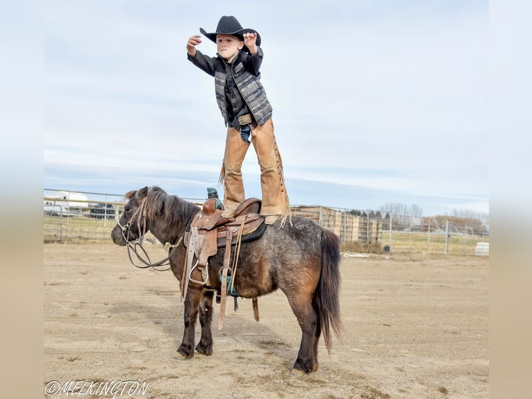 More ponies/small horses Mare 7 years 9,2 hh Roan-Blue in Rigby