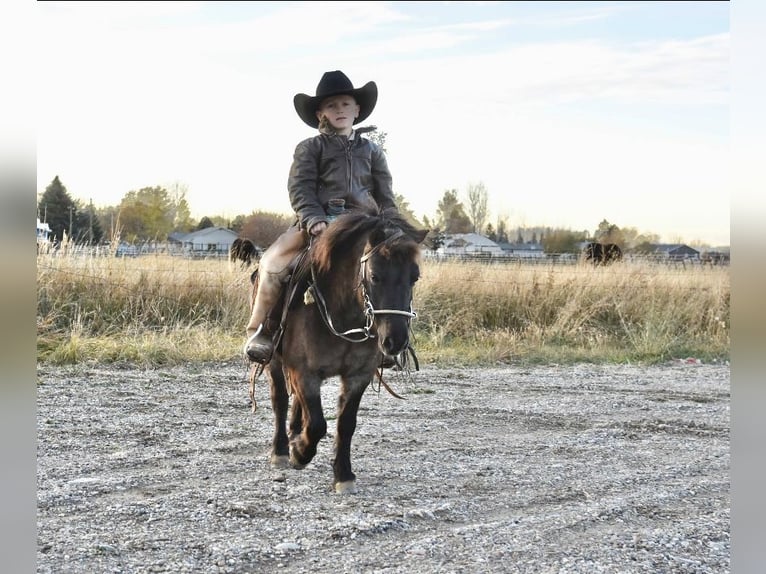 More ponies/small horses Mare 7 years 9,2 hh Roan-Blue in Rigby