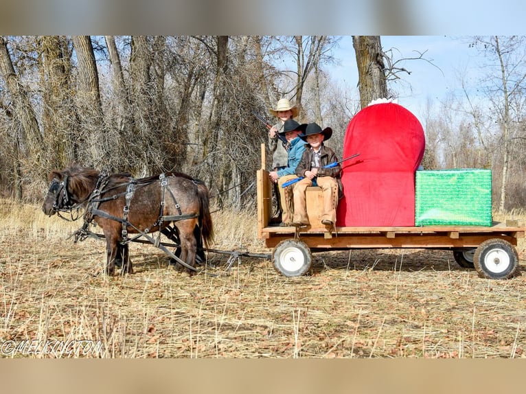 More ponies/small horses Mare 7 years 9,2 hh Roan-Blue in Rigby