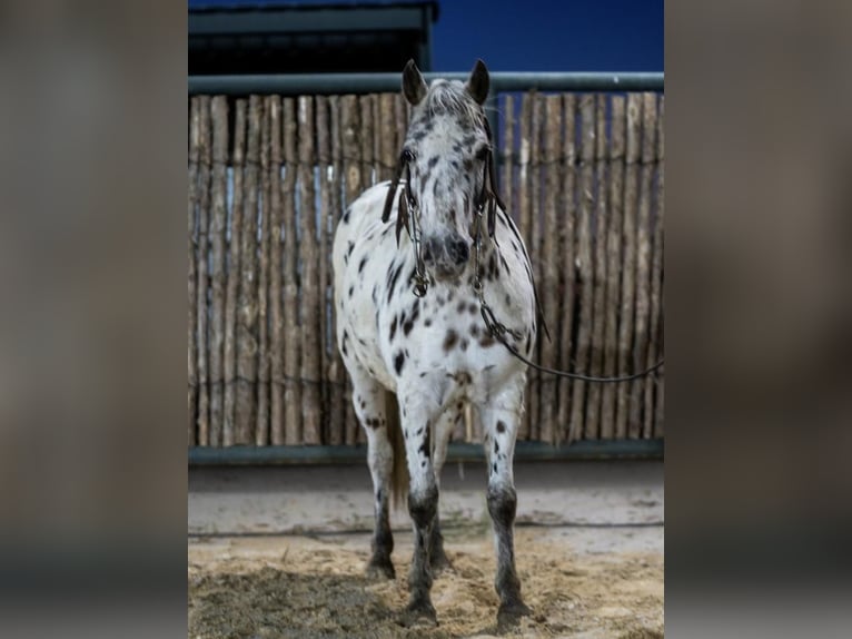 More ponies/small horses Mare 8 years 11 hh Leopard-Piebald in Kaufman