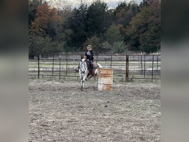 More ponies/small horses Mare 8 years 11 hh Leopard-Piebald in Kaufman