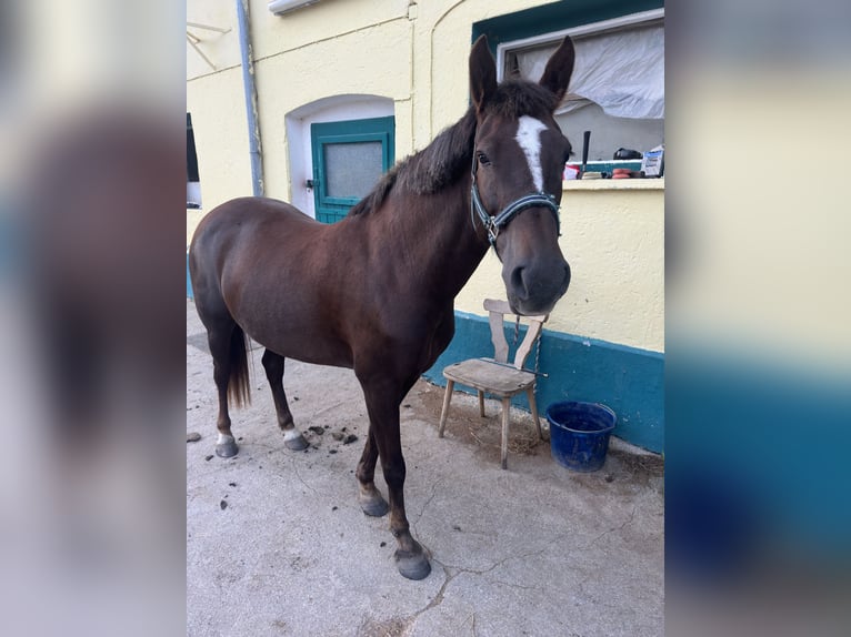 More ponies/small horses Mix Mare 8 years 14,1 hh Chestnut in Bad Griesbach im Rottal