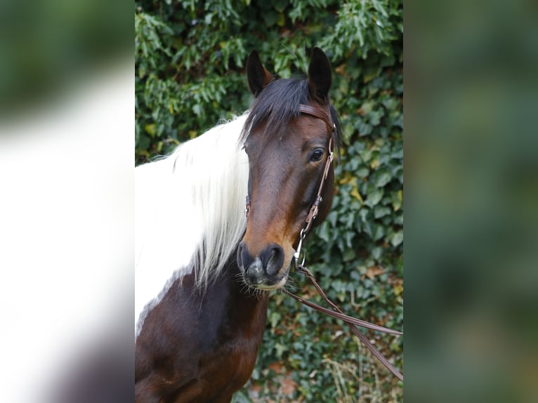 More ponies/small horses Mare 8 years 14,1 hh Pinto in Diesdorf OT Haselhorst