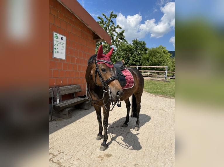 More ponies/small horses Mare 8 years 14,2 hh Brown in Lyhren