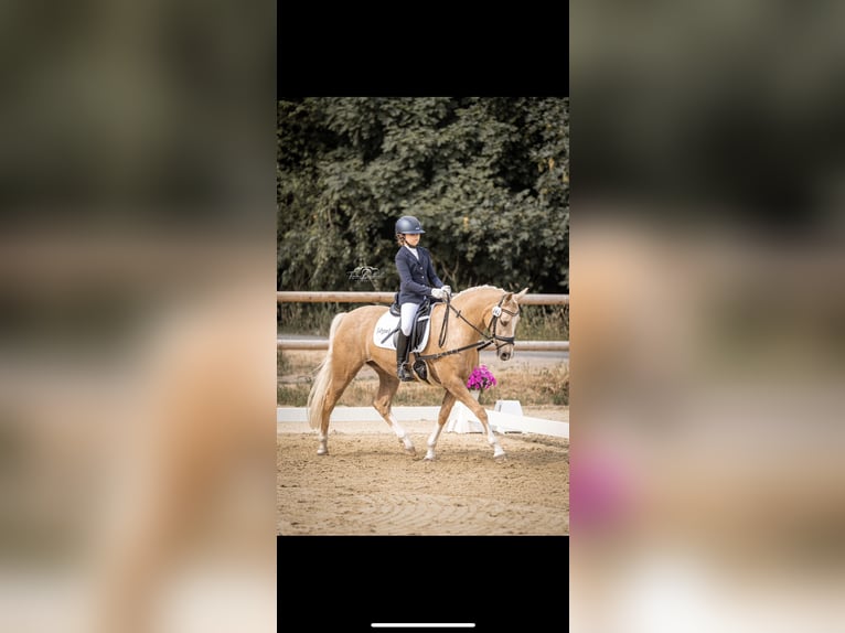 More ponies/small horses Mare 8 years 14,2 hh in Rhede