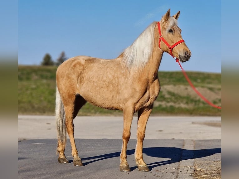 More ponies/small horses Mare 8 years 14,2 hh Palomino in Deggendorf