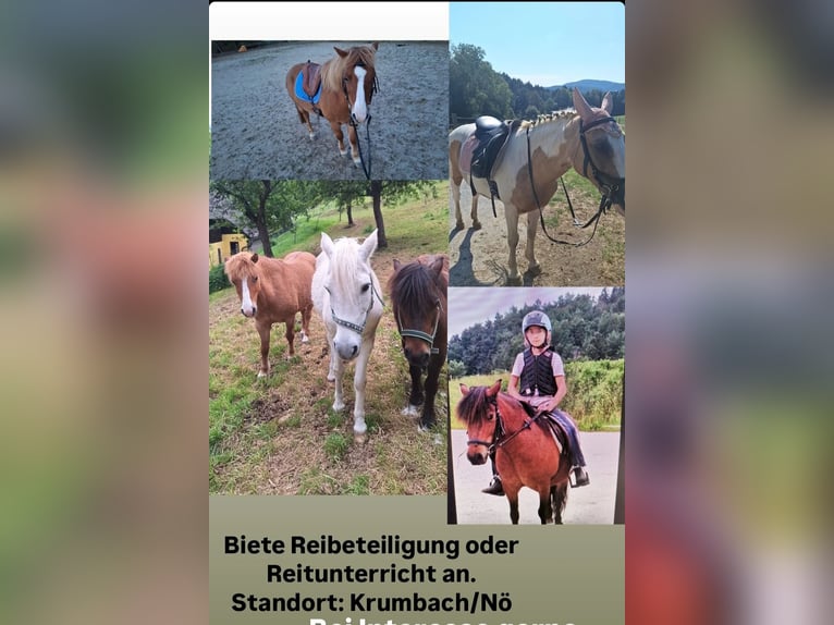 More ponies/small horses Mare 8 years Chestnut-Red in Krumbach