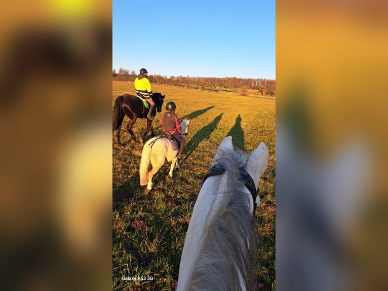 More ponies/small horses Mare 9 years 11 hh Palomino in Czech Republic