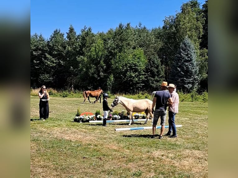 More ponies/small horses Mare 9 years 11 hh Palomino in Czech Republic